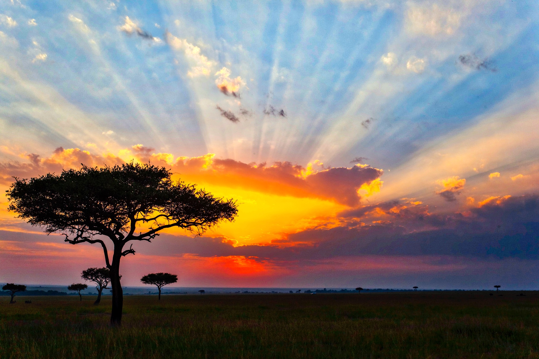 Acacia trees at sunset in the African savanna - Themba Tutors