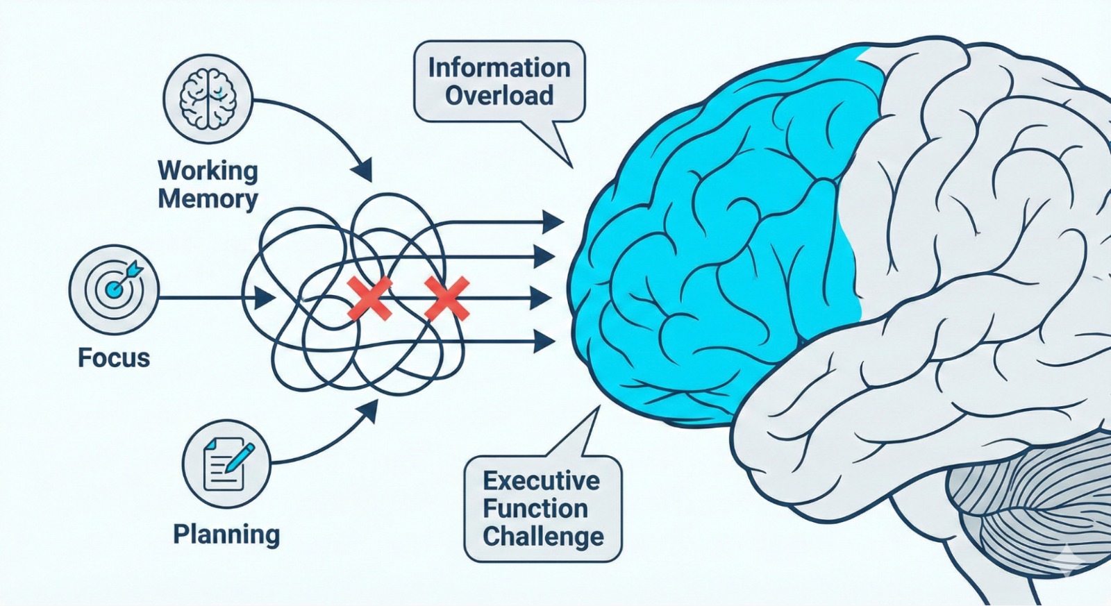 The Role of Executive Function in Memory The Role of Executive Function in Memory